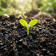 Enterrar carvão vegetal triturado com borra de café por sete dias antes de plantar a muda: a receita para criar o solo negro perfeito e fértil