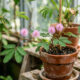 Essa planta sensitiva se fecha ao menor toque dos dedos e encanta as crianças: de cultivo simples, a espécie produz pequenas flores rosadas