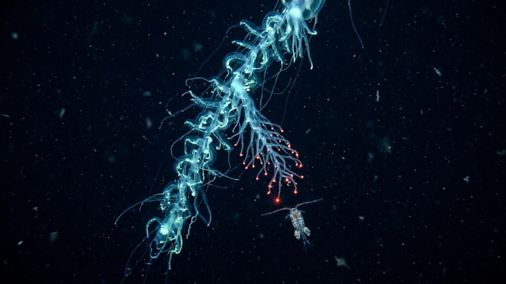 Nas profundezas do mar, criaturas luminosas que parecem saídas de um filme de ficção científica mostram que o oceano ainda guarda cenas quase inacreditáveis da natureza