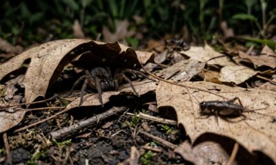 As pessoas frequentemente consideram a aranha-caranguejeira uma espécie perigosa e a matam por medo. Na verdade, ajuda a controlar insetos no quintal