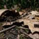 As pessoas frequentemente consideram a aranha-caranguejeira uma espécie perigosa e a matam por medo. Na verdade, ajuda a controlar insetos no quintal