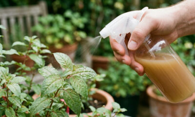 Borrifar água com canela e álcool líquido nas folhas: a solução caseira que elimina ácaros vermelhos de plantas de vaso sem agredir