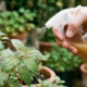 Borrifar água com canela e álcool líquido nas folhas: a solução caseira que elimina ácaros vermelhos de plantas de vaso sem agredir