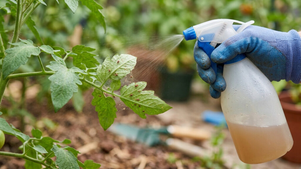 Borrifar água com canela e álcool líquido nas folhas: a solução caseira que elimina ácaros vermelhos de plantas de vaso sem agredir