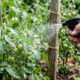 Borrifar chá de alho concentrado nas folhas e caules: o repelente caseiro potente que protege pés de tomate contra o ataque da broca-do-fruto