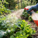 Borrifar chá de pimenta-dedo-de-moça nas hortaliças: o repelente natural potente que afasta lagartas e besouros da horta em poucas horas