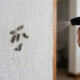 Borrifar spray de cravo-da-índia nos casulos grudados na parede: o truque que seca as traças de reboco sem manchar a pintura da casa