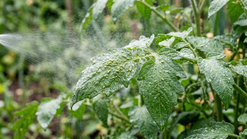 Borrifar óleo de neem diluído em água com sabão: a receita caseira para proteger as folhas de todo o jardim contra pulgões, cochonilhas e lagartas