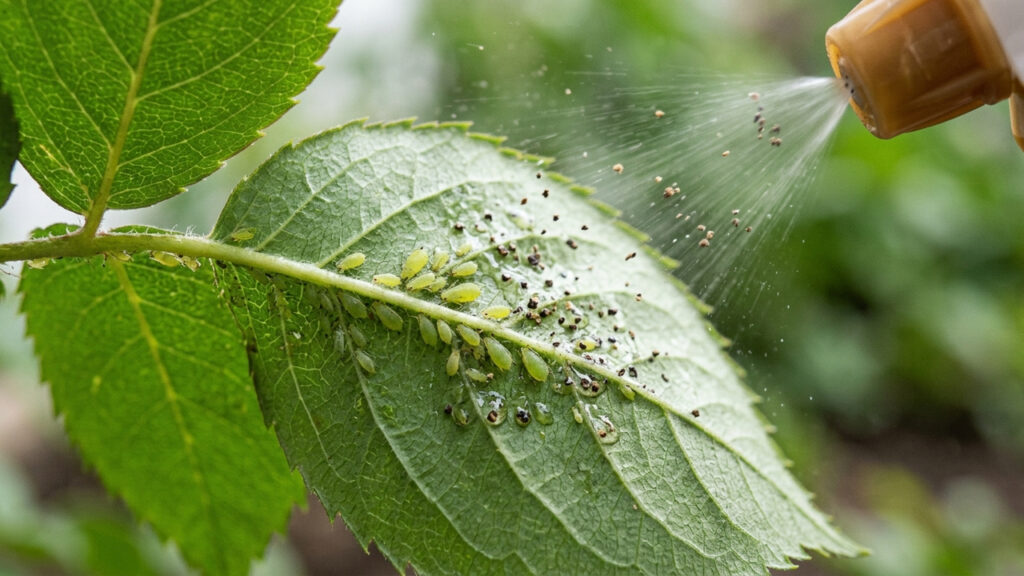 Misturar pimenta-do-reino com detergente líquido em água: o inseticida caseiro que paralisa e elimina pulgões das folhas em apenas 5 minutos