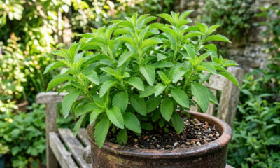 Essa planta mágica produz folhas que adoçam sucos e chás naturalmente: de cultivo simples no quintal, ela substitui o açúcar refinado na dieta