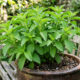 Essa planta mágica produz folhas que adoçam sucos e chás naturalmente: de cultivo simples no quintal, ela substitui o açúcar refinado na dieta