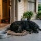 Cachorro passa um mês vagando pelas ruas até aparecer na varanda de uma mulher e encontrar a ajuda que precisava