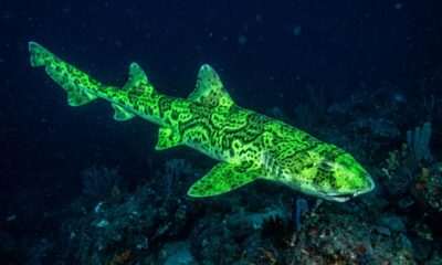 Tubarão verde cintilante aparece no oceano e revela um fenômeno raro da natureza que surpreendeu até biólogos experientes