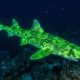 Tubarão verde cintilante aparece no oceano e revela um fenômeno raro da natureza que surpreendeu até biólogos experientes