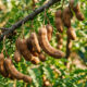 Essa fruta exótica e rústica cresce em vagens grossas de madeira: por dentro abriga uma massa marrom deliciosa com sabor agridoce inconfundível