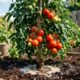 Nem adubo caro nem técnica complicada: jardineiros voltam a usar um hábito antigo para fortalecer os pés de tomate