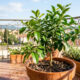 Mudar a árvore frutífera de vaso: o passo a passo seguro para transferir a raiz para o recipiente definitivo sem deixar a planta murchar