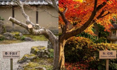 Conselho japonês para quem tem medo de recomeçar: "A raiz que se corta na primavera dá o galho mais forte no verão." Uma lição zen sobre podar o que já não sustenta