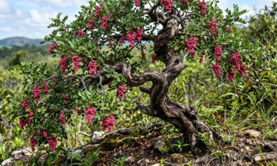 Essa árvore frutífera tem um tronco retorcido de bonsai e produz as famosas pimentas-rosa adocicadas que os chefs de cozinha amam usar