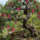 Essa árvore frutífera tem um tronco retorcido de bonsai e produz as famosas pimentas-rosa adocicadas que os chefs de cozinha amam usar