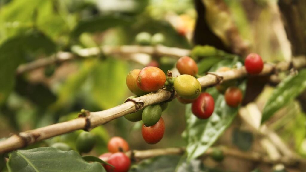 Onde montanhas e noites frias transformam o café colombiano em um dos mais premiados do planeta
