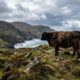Cinco vacas deixadas em uma ilha em 1871 deram origem a um rebanho isolado que intrigou cientistas por gerações e atravessou mais de 150 anos de história