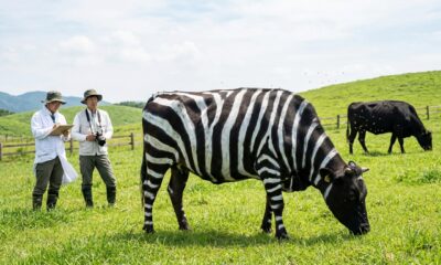 Parece brincadeira, mas Japão pinta vacas como zebras e reduz picadas de moscas pela metade