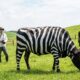 Parece brincadeira, mas Japão pinta vacas como zebras e reduz picadas de moscas pela metade