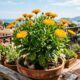 Nem rosas nem gerânios: essa planta com flores coloridas pode transformar o jardim e ainda funcionar como um aliado natural contra pragas