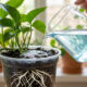Diluir água oxigenada na rega das plantas a cada 15 dias: o truque simples que oxigena o solo e faz as raízes crescerem muito mais fortes