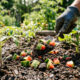 O segredo dos viveiros com casca de melancia na terra: o adubo natural rico em água e magnésio que acelera a floração e o vigor das mudas