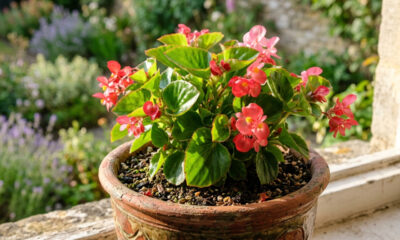 Essa flor comestível tem sabor doce de mel e melancia: de cultivo fácil em jardineiras, ela decora a varanda e embeleza pratos da culinária
