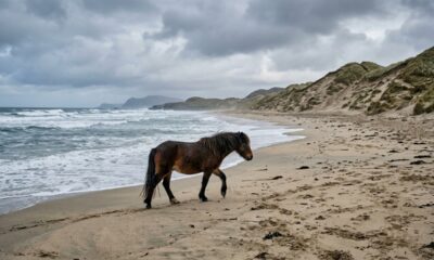 Em 1760, um comerciante deixou cavalos em uma ilha sem árvores no Atlântico e, séculos depois, centenas de descendentes selvagens ainda vivem livres