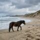 Em 1760, um comerciante deixou cavalos em uma ilha sem árvores no Atlântico e, séculos depois, centenas de descendentes selvagens ainda vivem livres