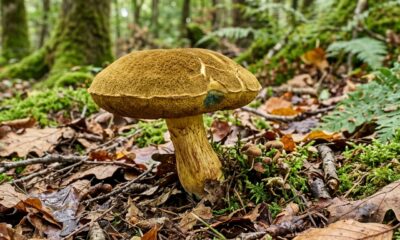 O cogumelo de nome curioso que surpreende pelo sabor e é considerado uma das iguarias mais valorizadas da floresta