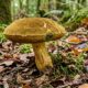 O cogumelo de nome curioso que surpreende pelo sabor e é considerado uma das iguarias mais valorizadas da floresta
