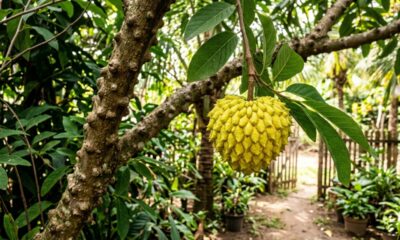 Essa fruta amarela tem sabor de torta de limão com merengue e nasce em uma árvore tropical de crescimento rápido que chama atenção no jardim