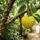 Essa fruta amarela tem sabor de torta de limão com merengue e nasce em uma árvore tropical de crescimento rápido que chama atenção no jardim