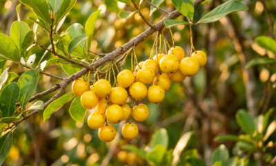 Essa frutinha amarela tem um cheiro fortíssimo que lembra queijo curado, mas o sabor do seu suco é doce, marcante e inesquecível