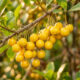 Essa frutinha amarela tem um cheiro fortíssimo que lembra queijo curado, mas o sabor do seu suco é doce, marcante e inesquecível
