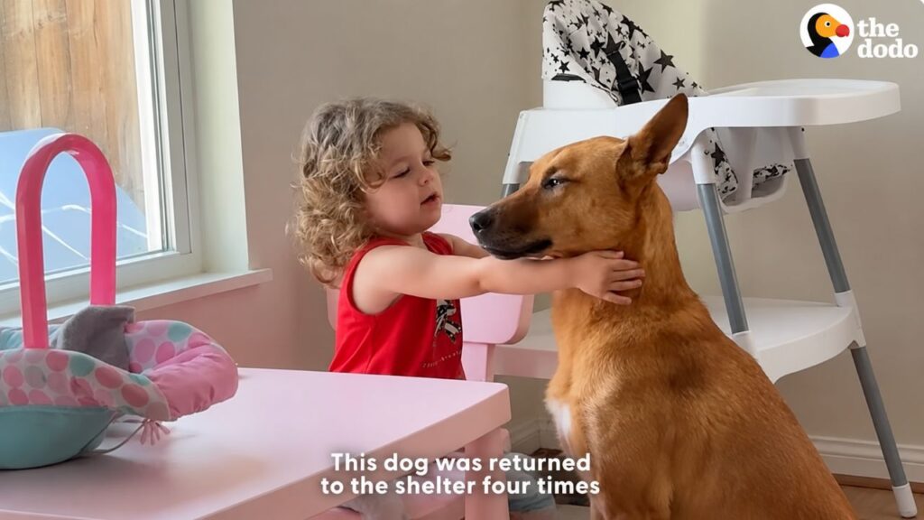 Cachorra considerada inadotável surpreende a todos ao se tornar a irmã mais velha mais doce da família