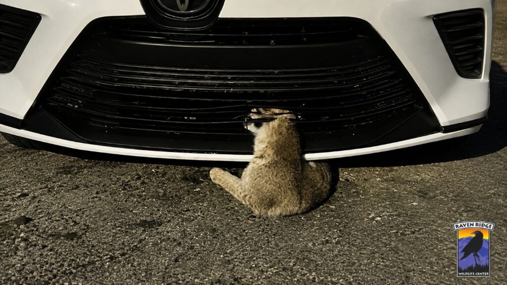 Motorista para o carro e fica em choque ao encontrar um gato selvagem preso na grade dianteira