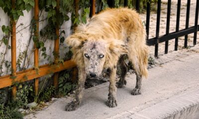 Resgatista encontra cachorro com aparência de “lobisomem”, mas transformação revela um verdadeiro ursinho de pelúcia