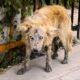 Resgatista encontra cachorro com aparência de “lobisomem”, mas transformação revela um verdadeiro ursinho de pelúcia