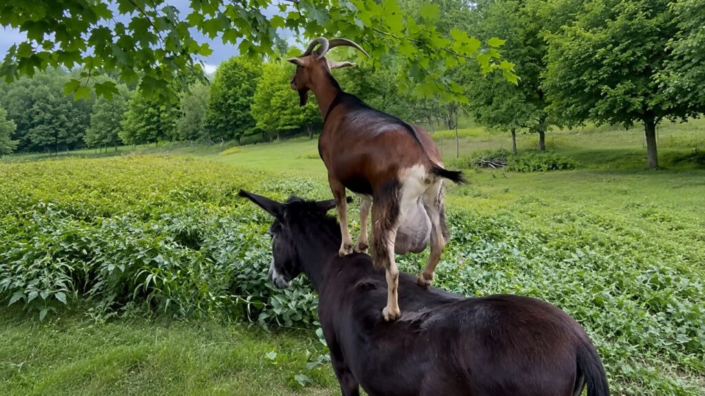 Cabra transforma sua melhor amiga em “escada” para alcançar petiscos e cena divertida conquista a internet