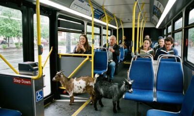 Duas cabras pigmeias dentro de um ônibus urbano em Portland após embarcarem junto com passageiros.