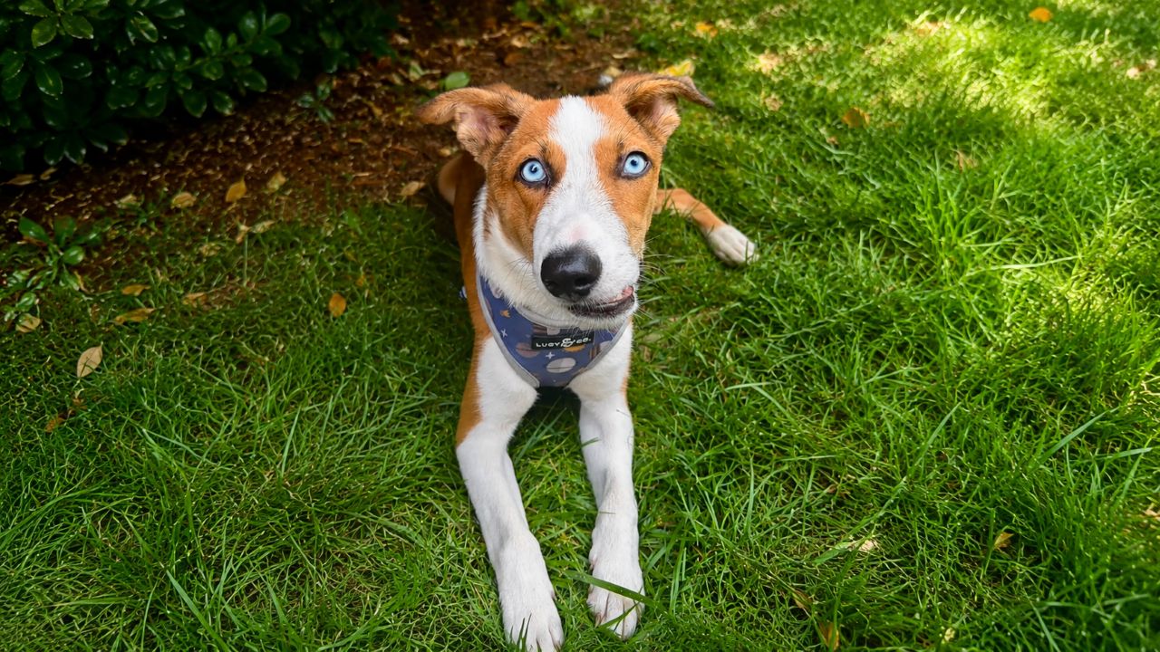 Cachorrinho com deformidade no rosto procura um lar onde possa finalmente receber todo o amor que merece