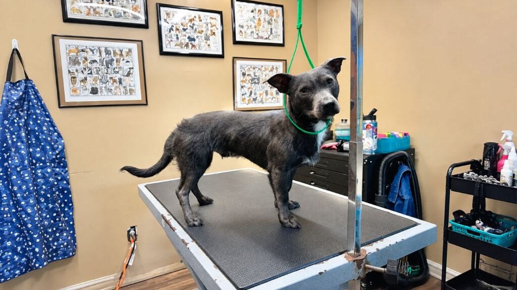 Teste de DNA de cachorro falha 6 vezes e dona fica chocada ao descobrir o motivo por trás do resultado