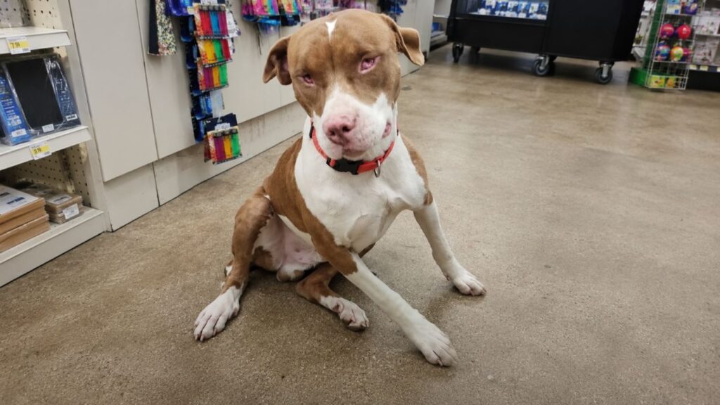Funcionários encontram cachorro perdido dentro da loja e percebem algo diferente em seus passos