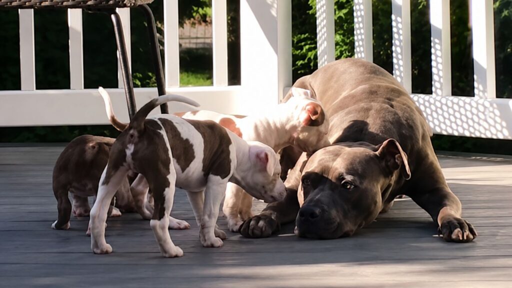 Pit bull resgatado com apenas 4 semanas cresce, vira “babá” e ajuda a cuidar de mais de 500 filhotes